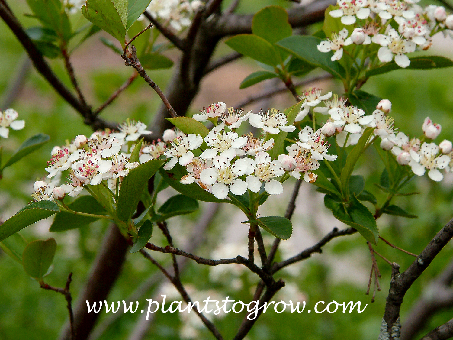 Red Chokeberry Brilliantissima (Aronia arbutifolia) 
(May 27)